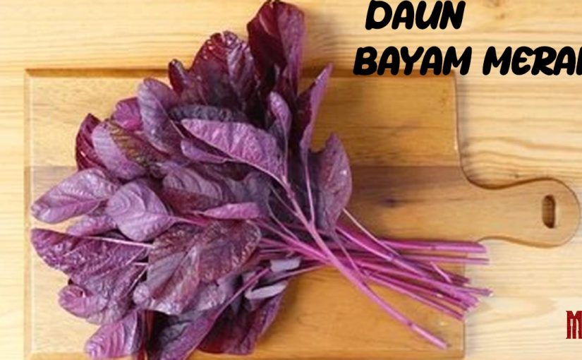 Daun bayam merah